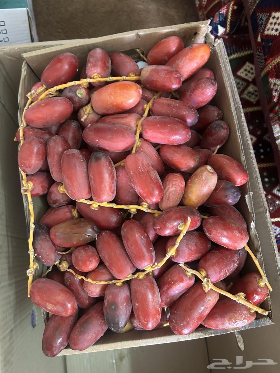 Dates64529136354947111