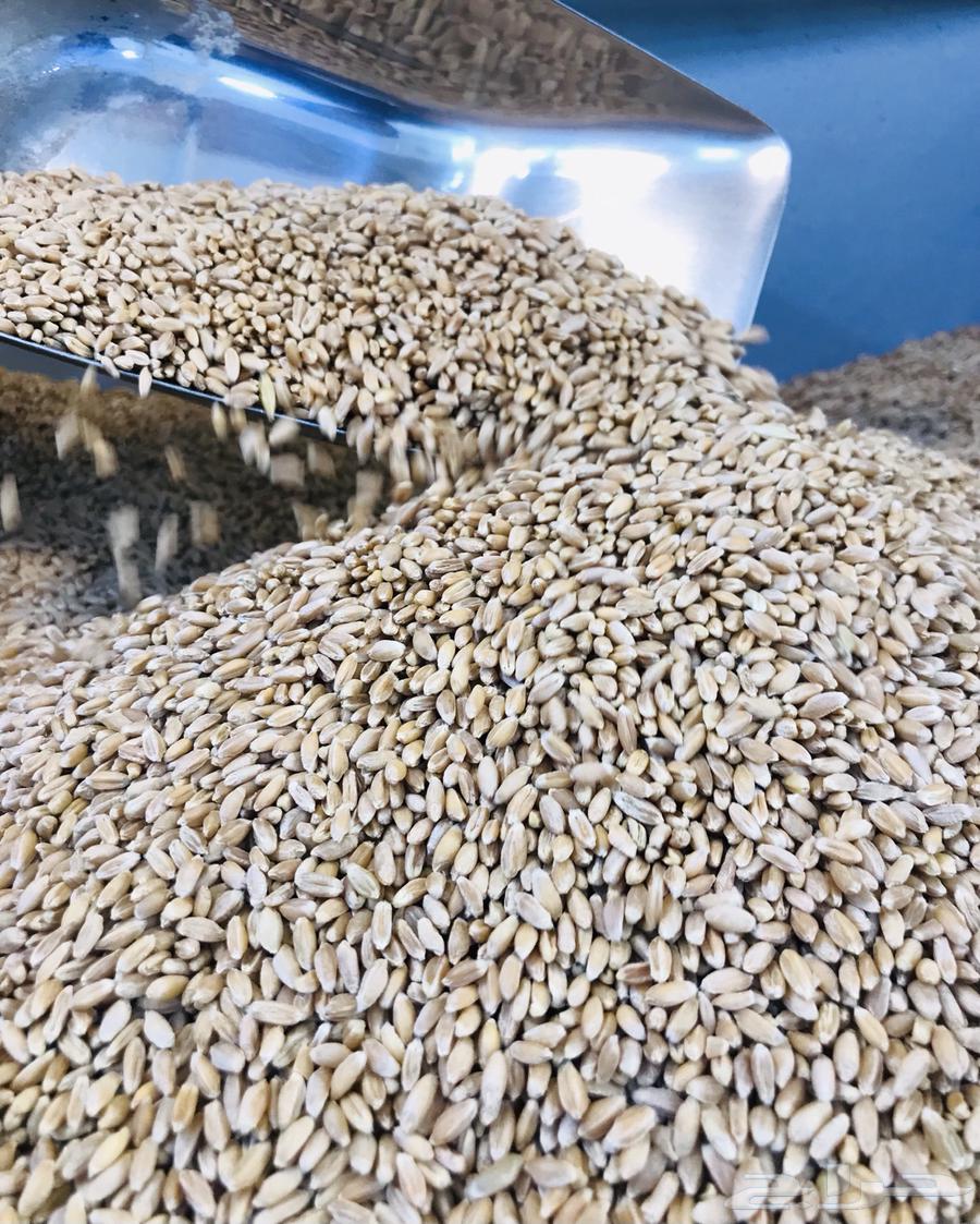 بر السوده عسير بر عسير السوده مطاحن السيف64531659948802110