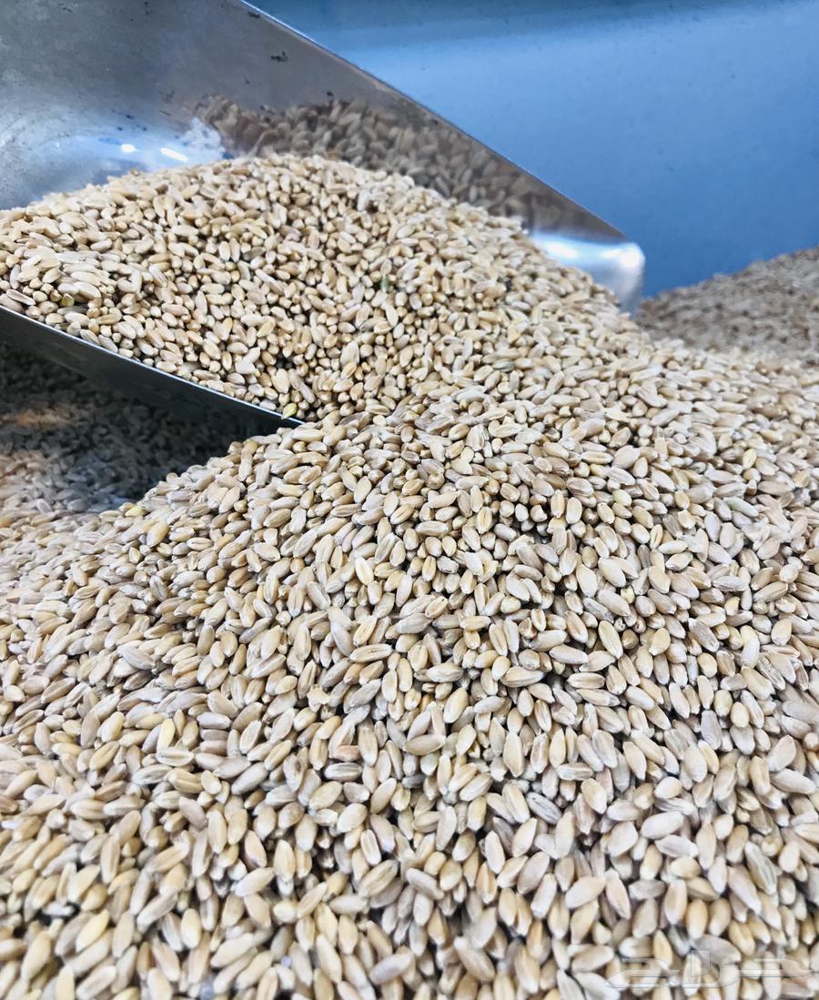 بر السوده عسير بر عسير السوده مطاحن السيف64531659948802112