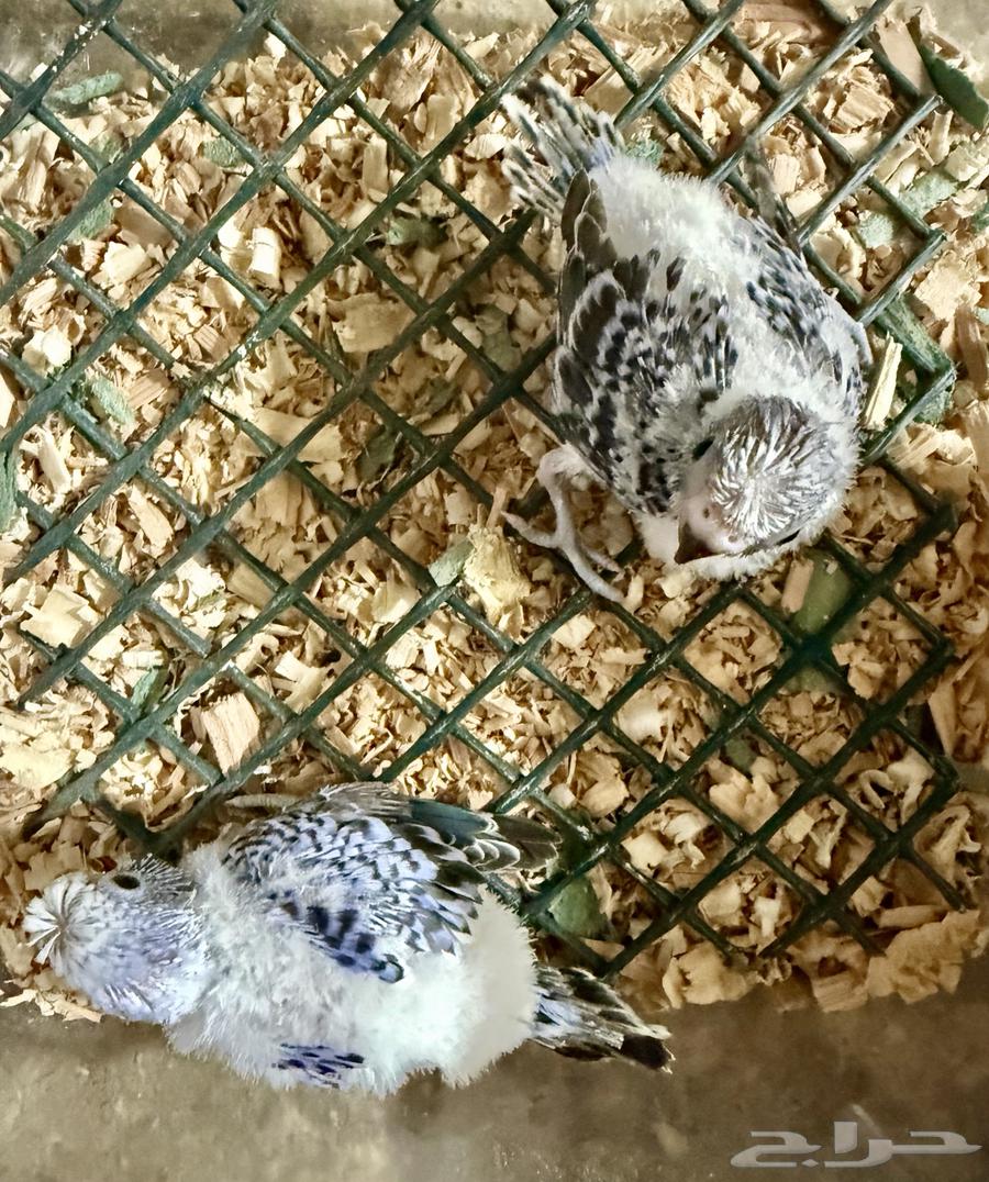 Faroukh Badji.. National Day Offer.. Today Only64531266974851110