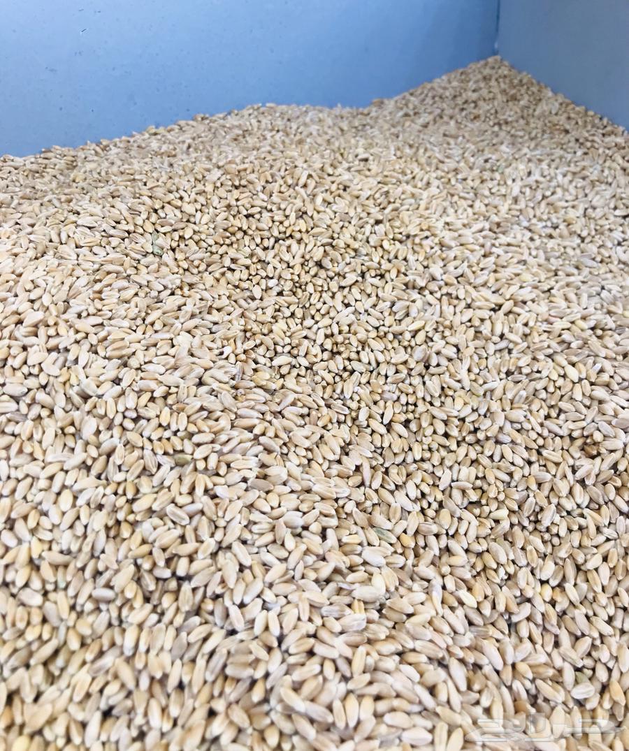 بر السوده عسير بر عسير السوده مطاحن السيف64531659948802111