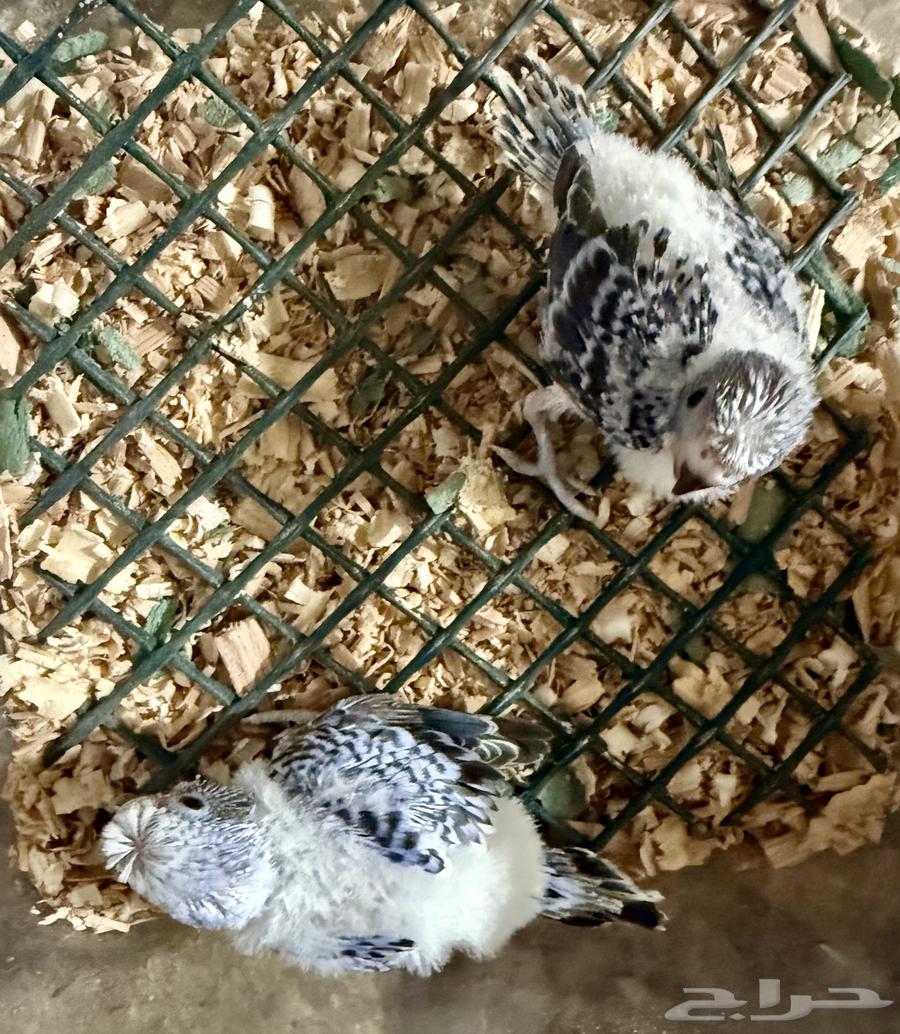 Faroukh Badji.. National Day Offer.. Today Only64531266974851111