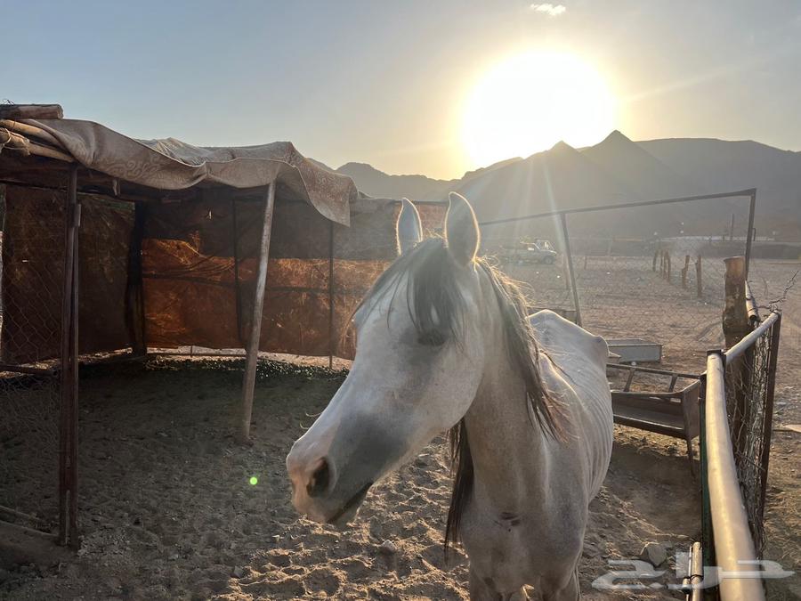 فرس شعبيه للبيع64534663249667110