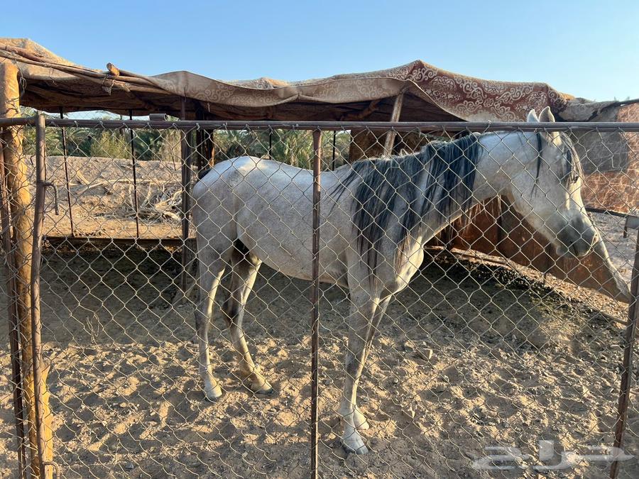 فرس شعبيه للبيع64534663249667113