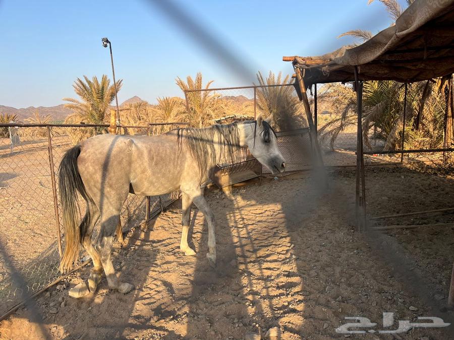 فرس شعبيه للبيع64534663249667114