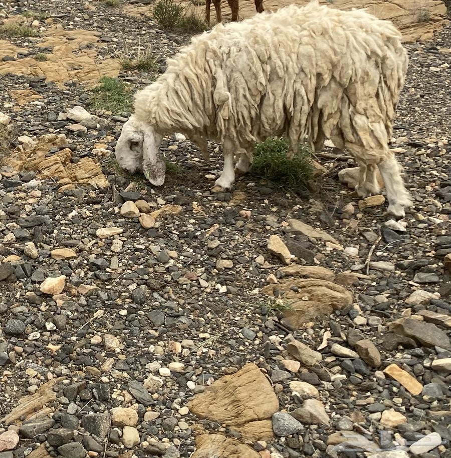 شاة للبيع سنها جامع شباب حايل64534504888193110