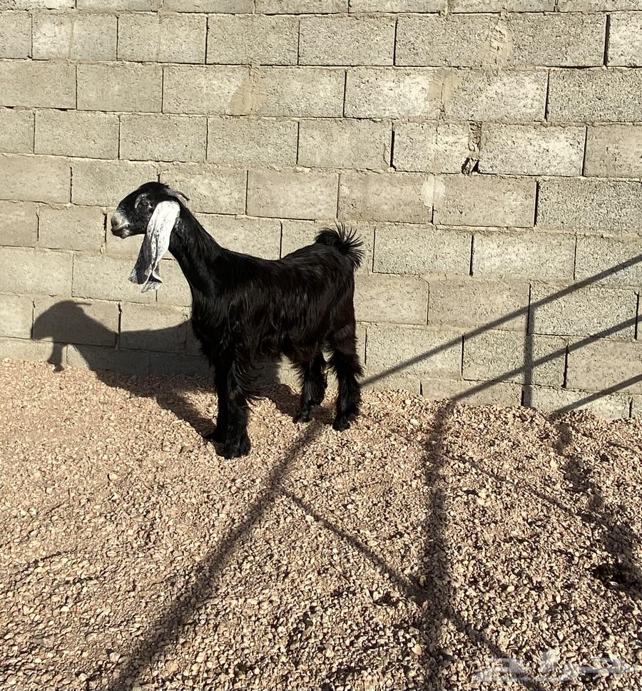 للبيع جفره(تم البيع تم البيع )))64533291488131111