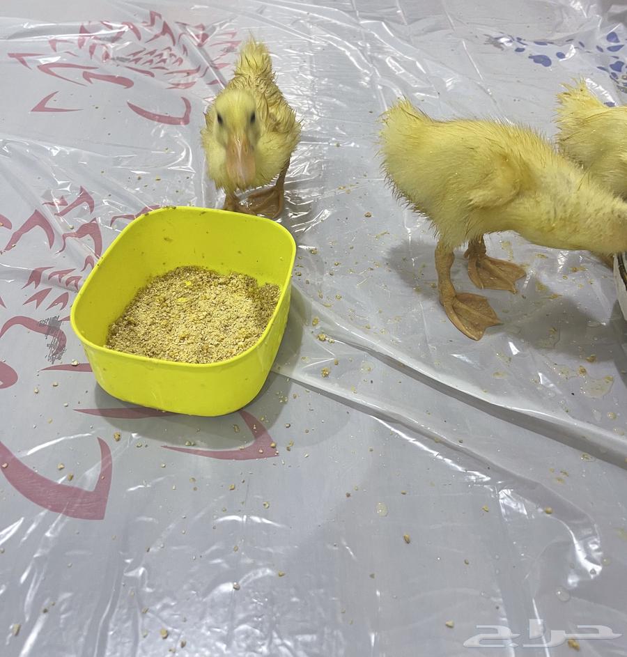 بط بكيني صوص العمر اسبوعين ونص64532663698563110