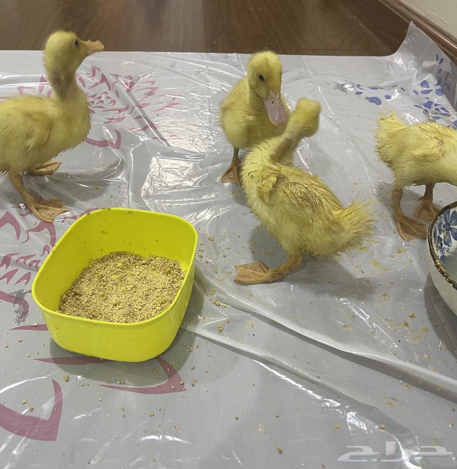 بط بكيني صوص العمر اسبوعين ونص64532663698563111