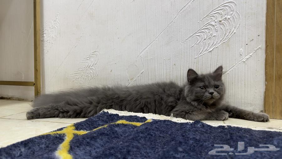 Cats64533719487747110