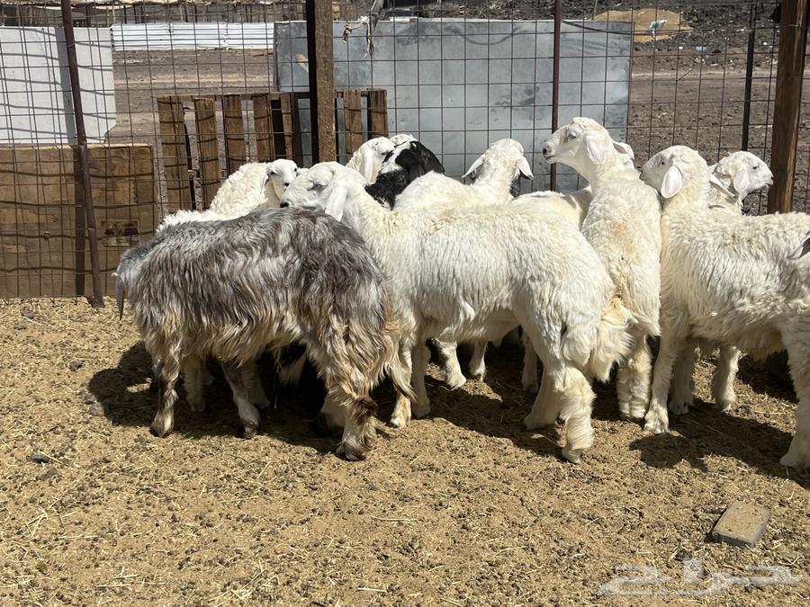 بهم ضان 15 فيها 3 رخال64531054053378112