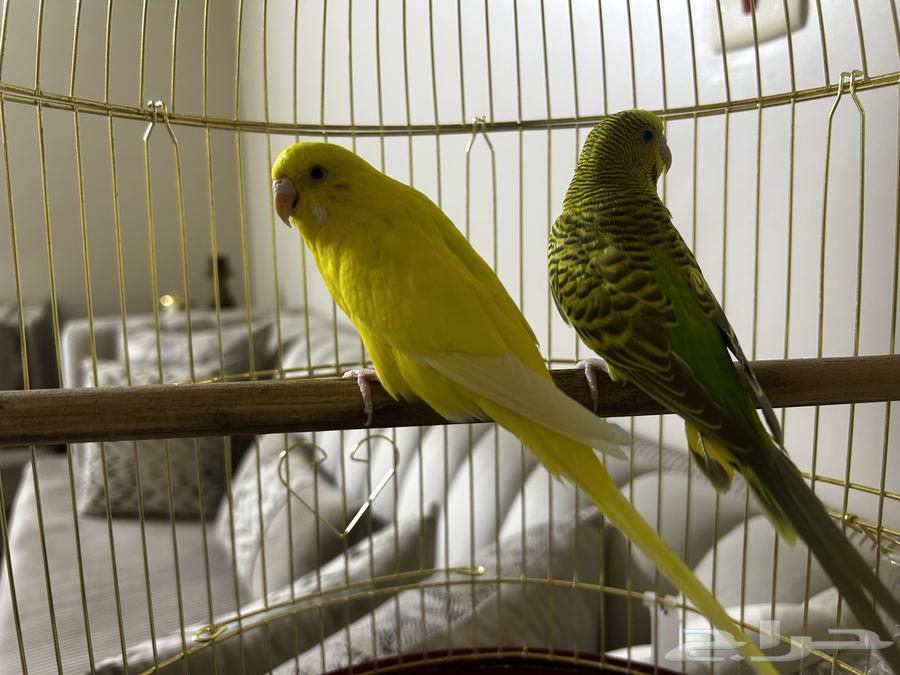 طيور بادجي64530078902786111