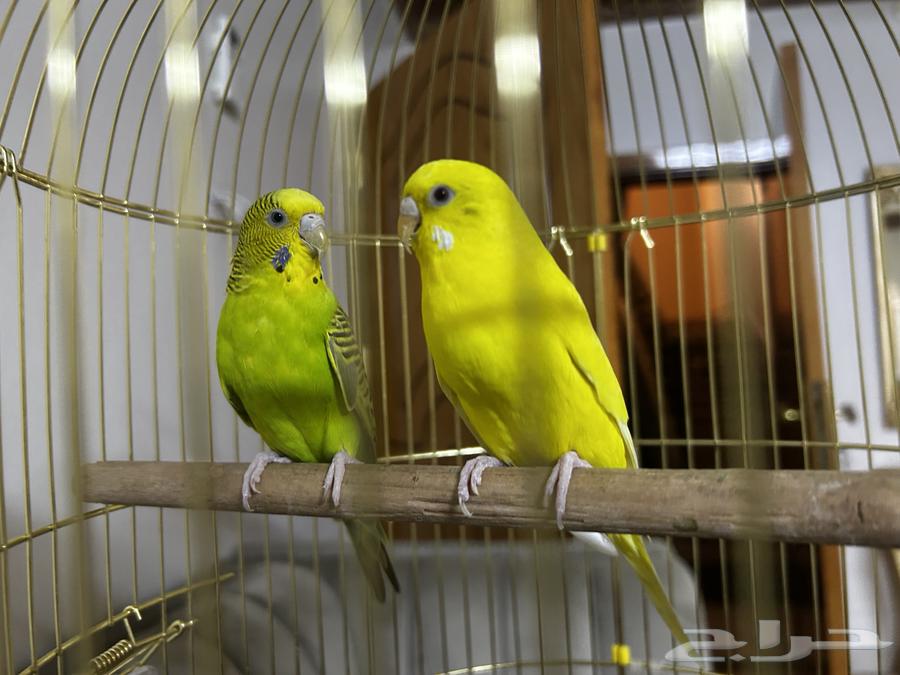 طيور بادجي64530078902786110