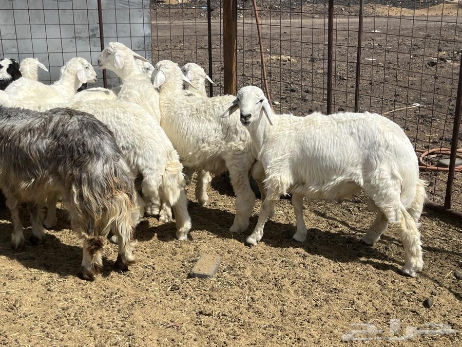 بهم ضان 15 فيها 3 رخال64531054053378111