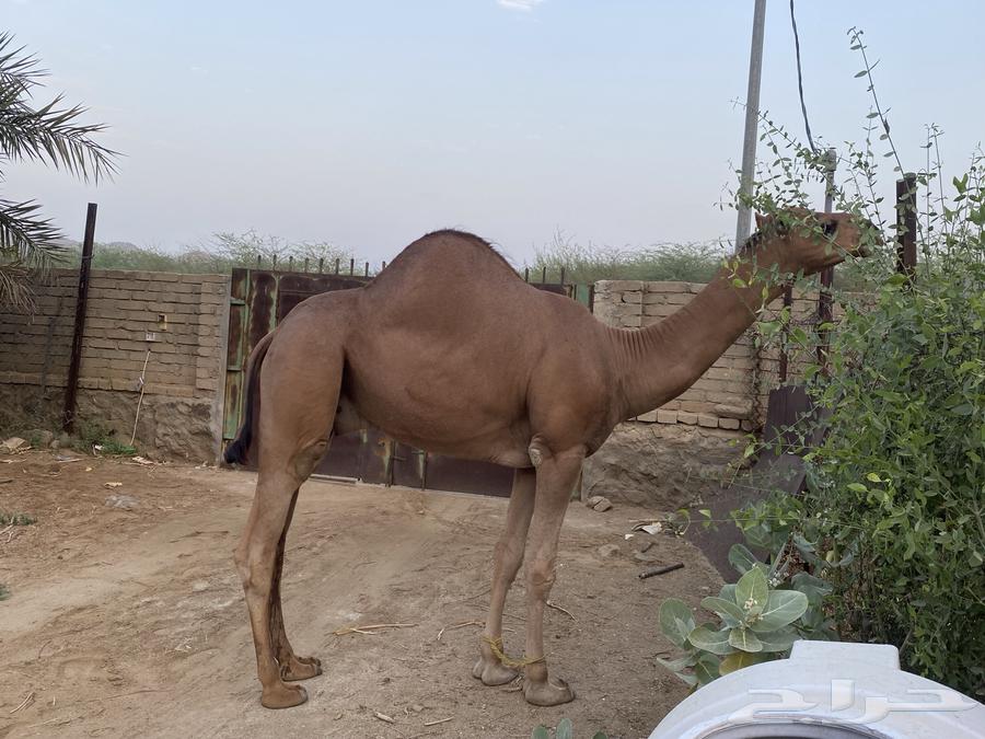 Stud project sitting64530219612930112