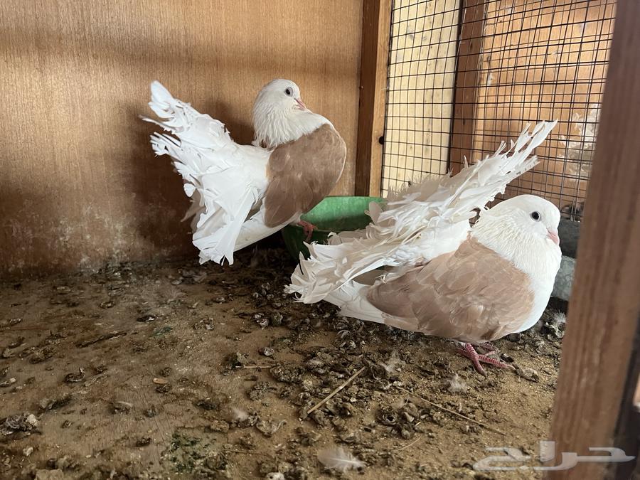 حمام شماسي ( تم البيع. )64531745527938111