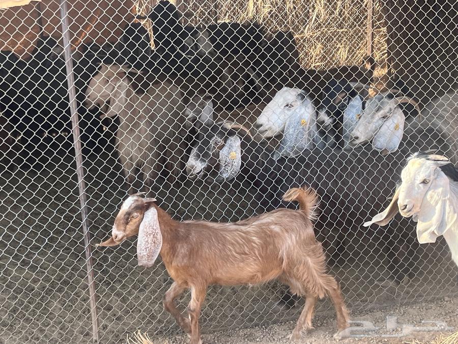 Sheep64532579366786110