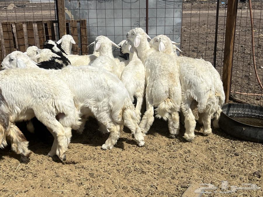 بهم ضان 15 فيها 3 رخال64531054053378114