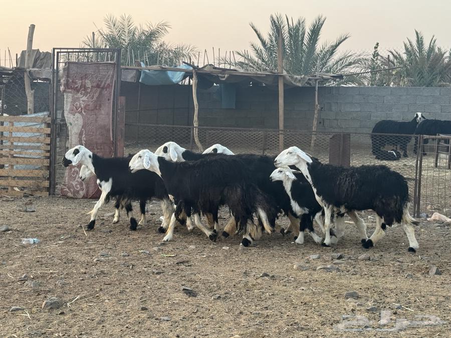 ضان ولد ودفيع نجد. تم البيع64534155983362111