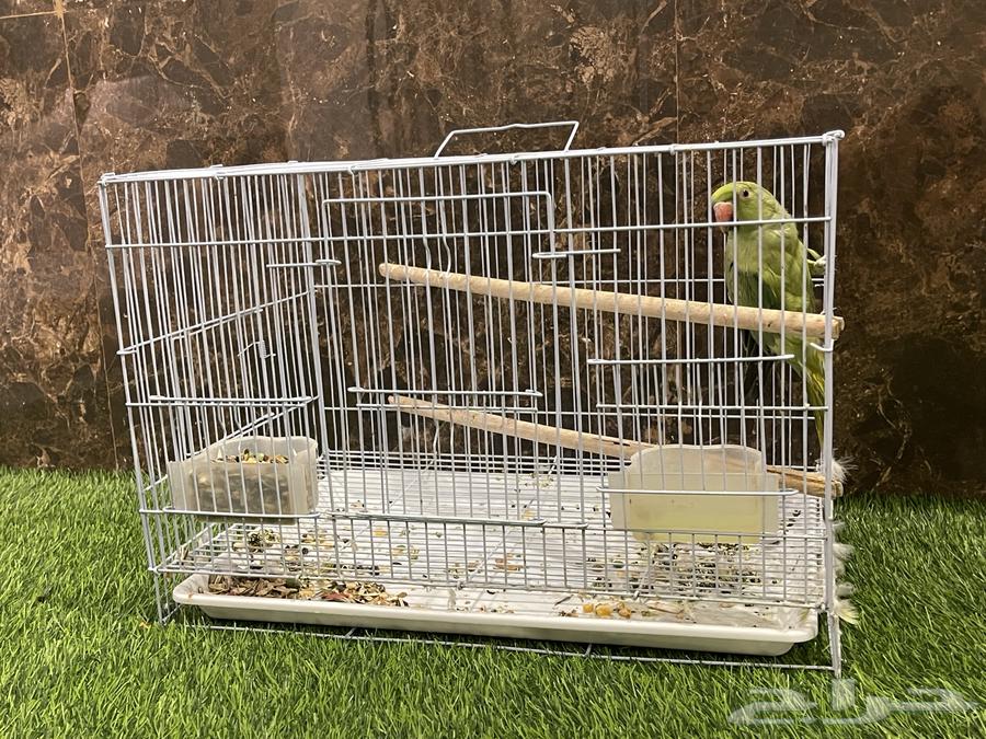 ببغاء دره للبيع64531280741635111