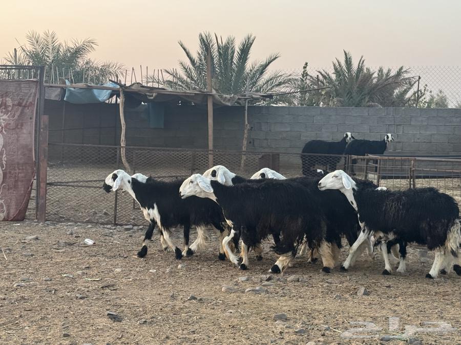 ضان ولد ودفيع نجد. تم البيع64534155983362112