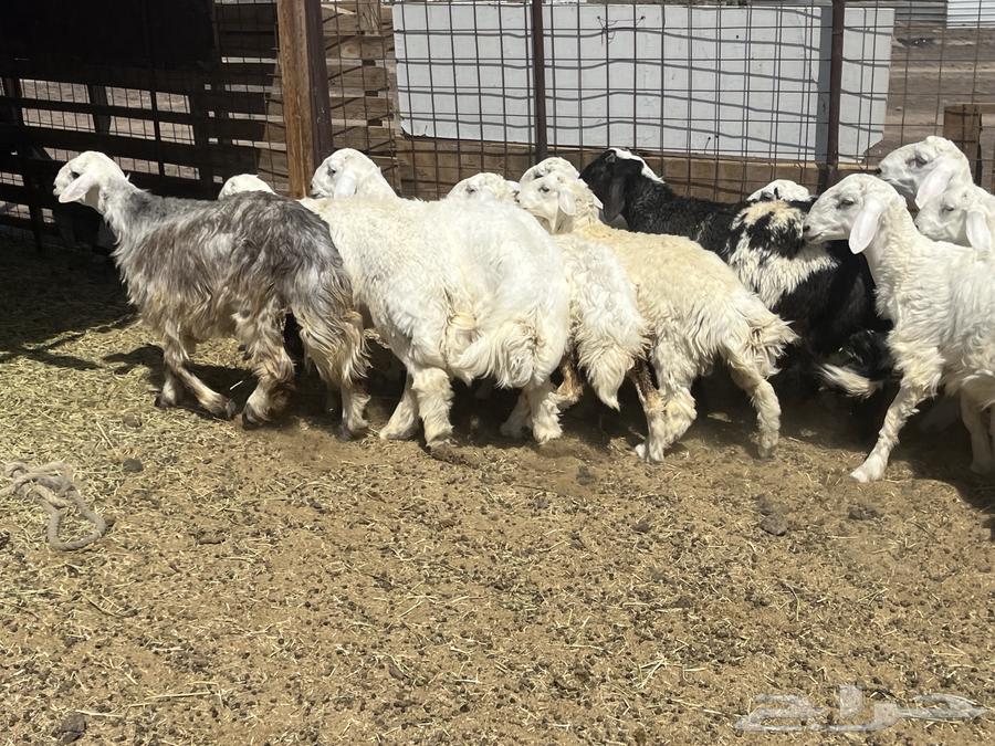 بهم ضان 15 فيها 3 رخال64531054053378113