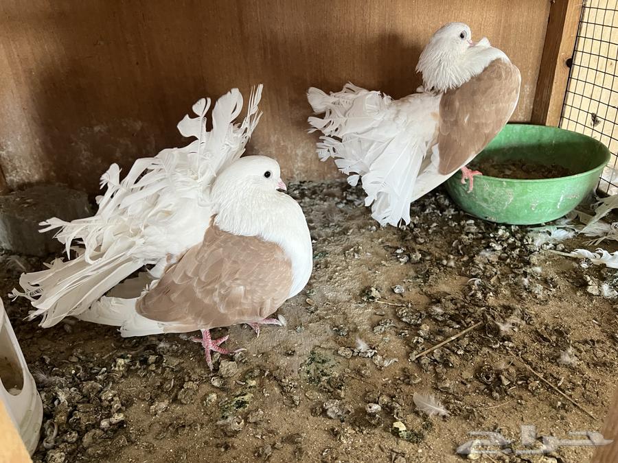 حمام شماسي ( تم البيع. )64531745527938110