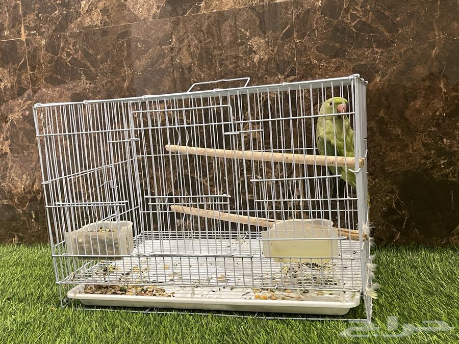 ببغاء دره للبيع64531280741635112