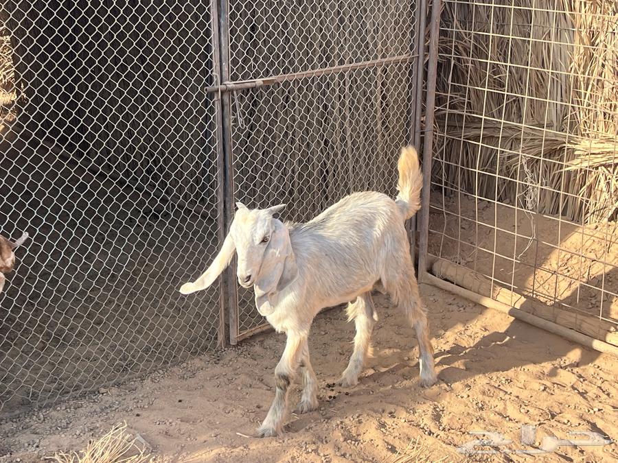 Sheep64532579366786112