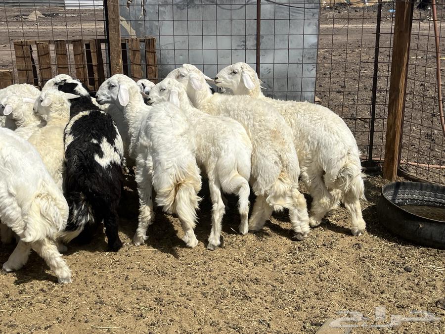 بهم ضان 15 فيها 3 رخال64531054053378110