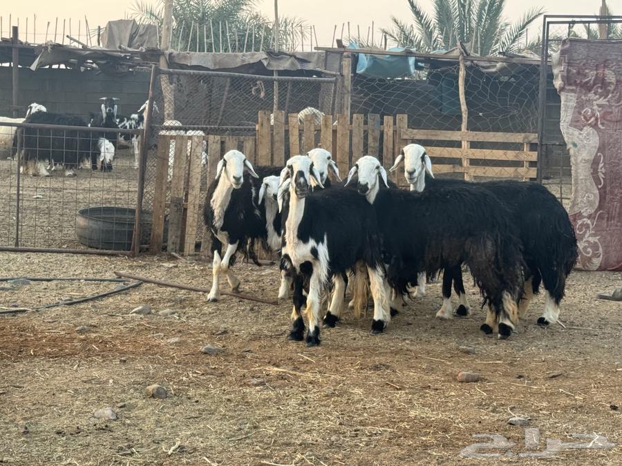 ضان ولد ودفيع نجد. تم البيع64534155983362110