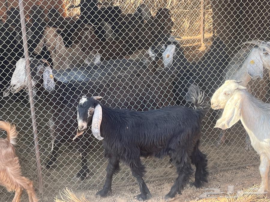 Sheep64532579366786111