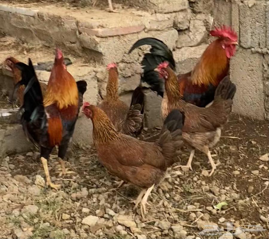 بيض دجاج عربي مخصب64404694602753111