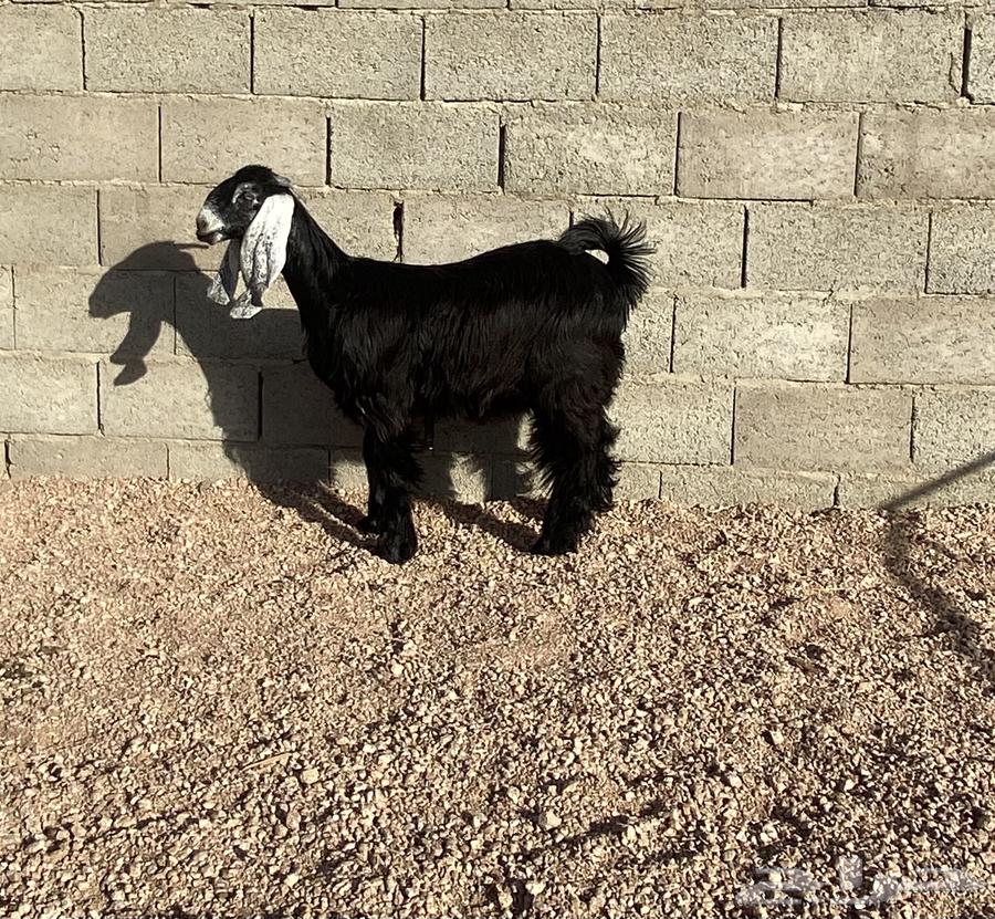 للبيع جفره(تم البيع تم البيع )))64533291488131110