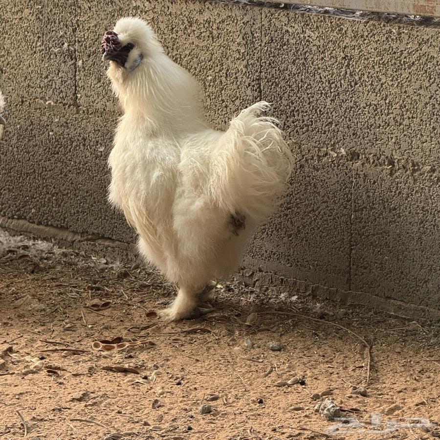 ديك قطني64533364797953110