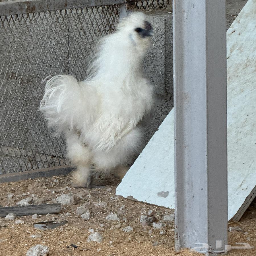 ديك قطني64533364797953112