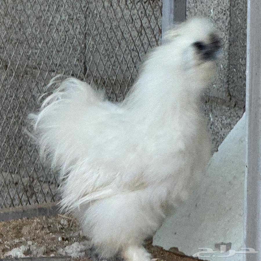 ديك قطني64533364797953111