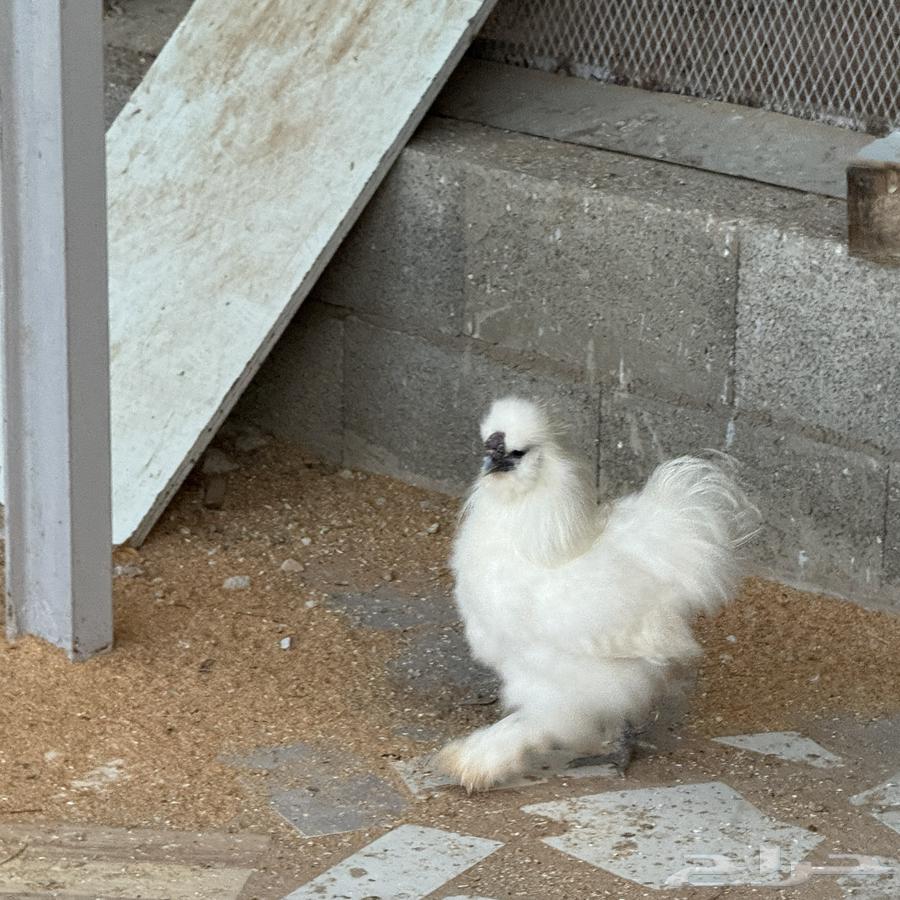 ديك قطني64533364797953113