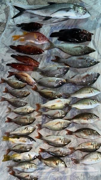 رحلة بحرية صيد64530515455746113