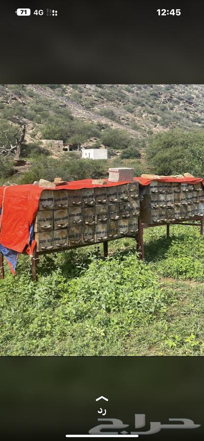 Sidr and Sumrah Honey, Trusted and Guaranteed64531873165827113