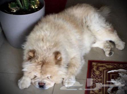 زوجين تشاو تشاو للبيع في الرياض chaw chaw64424638397442111