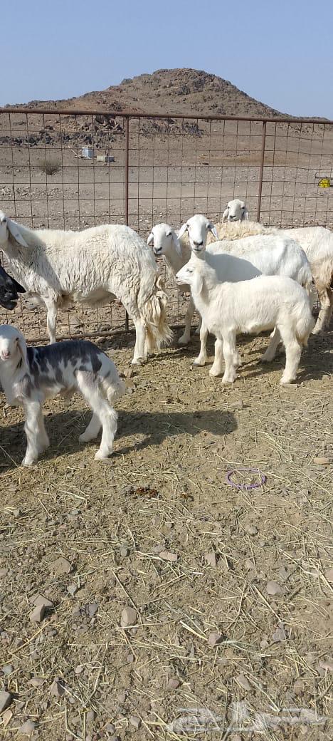 ضان ولد تم البيع64528993124739114