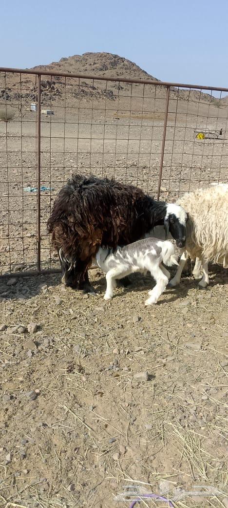 ضان ولد تم البيع64528993124739112