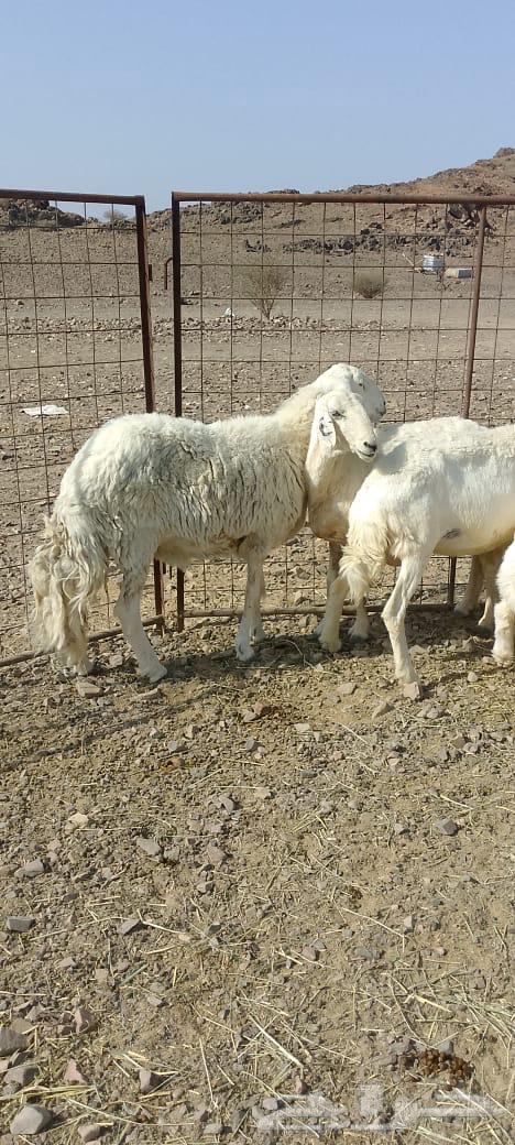 ضان ولد تم البيع64528993124739111