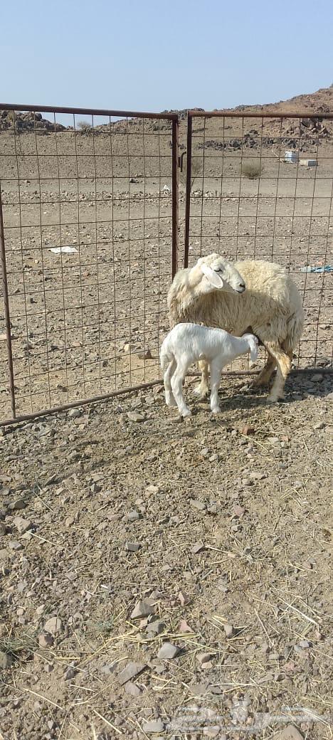 ضان ولد تم البيع64528993124739113