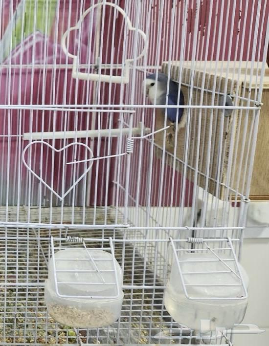 Bird of the Day Product64530135316865111