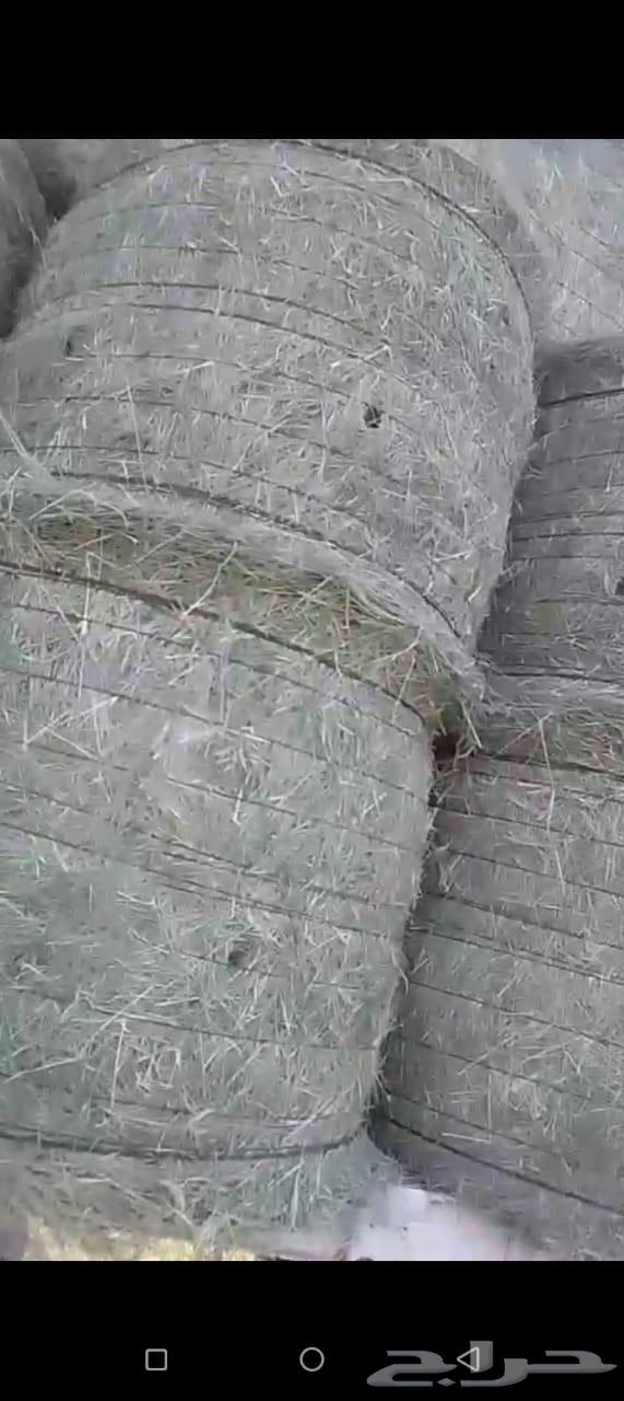 لفان رودس البيع64533119041795110