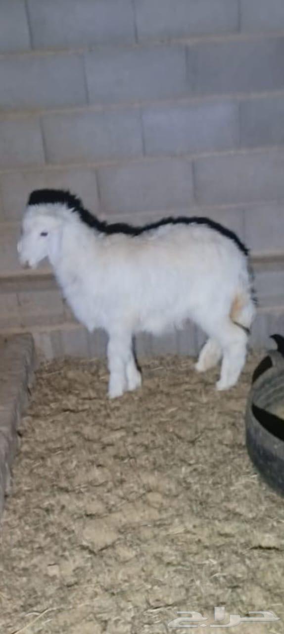 رخال لبيع64526968632450110