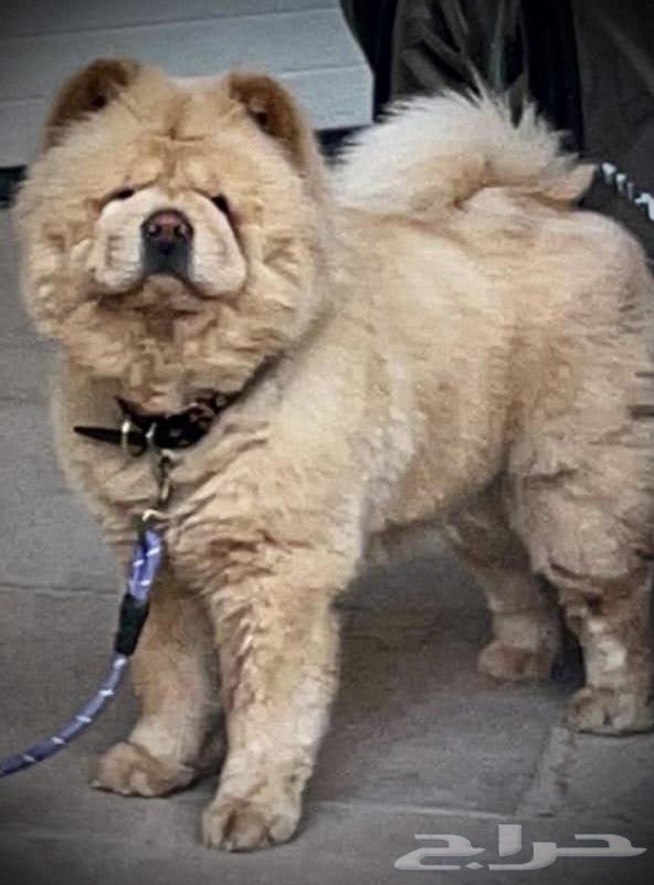 زوجين تشاو تشاو للبيع في الرياض chaw chaw64424638397442110