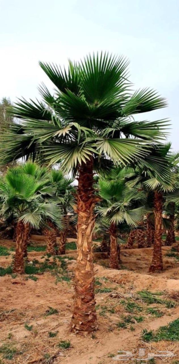 نخل طبيعي وواشنطن زينه64534457152129112